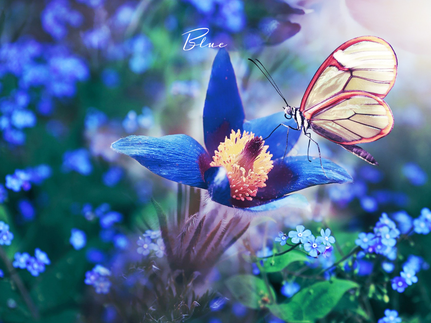 ブルーの色の持つ意味