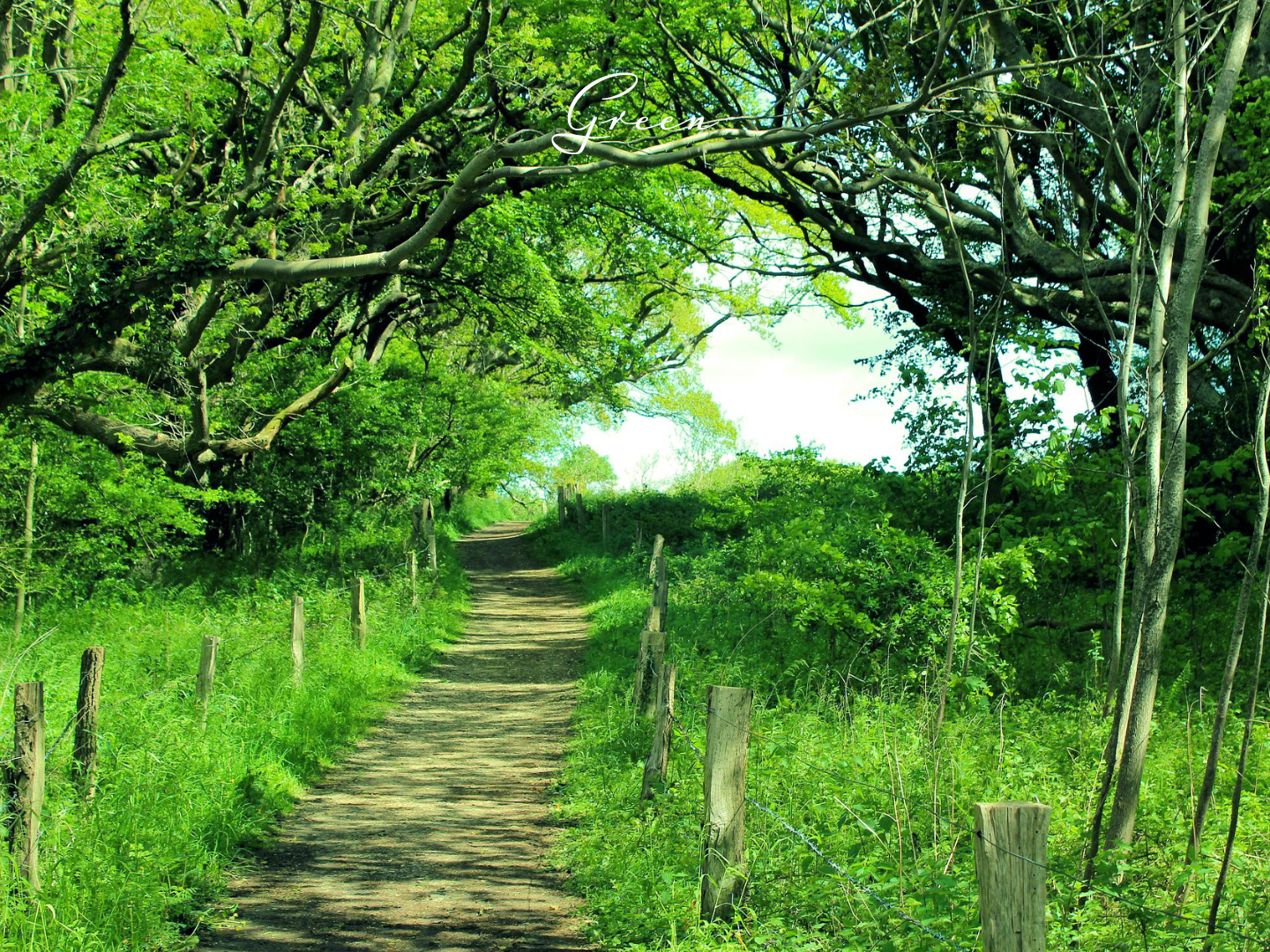 グリーンの色の持つ意味