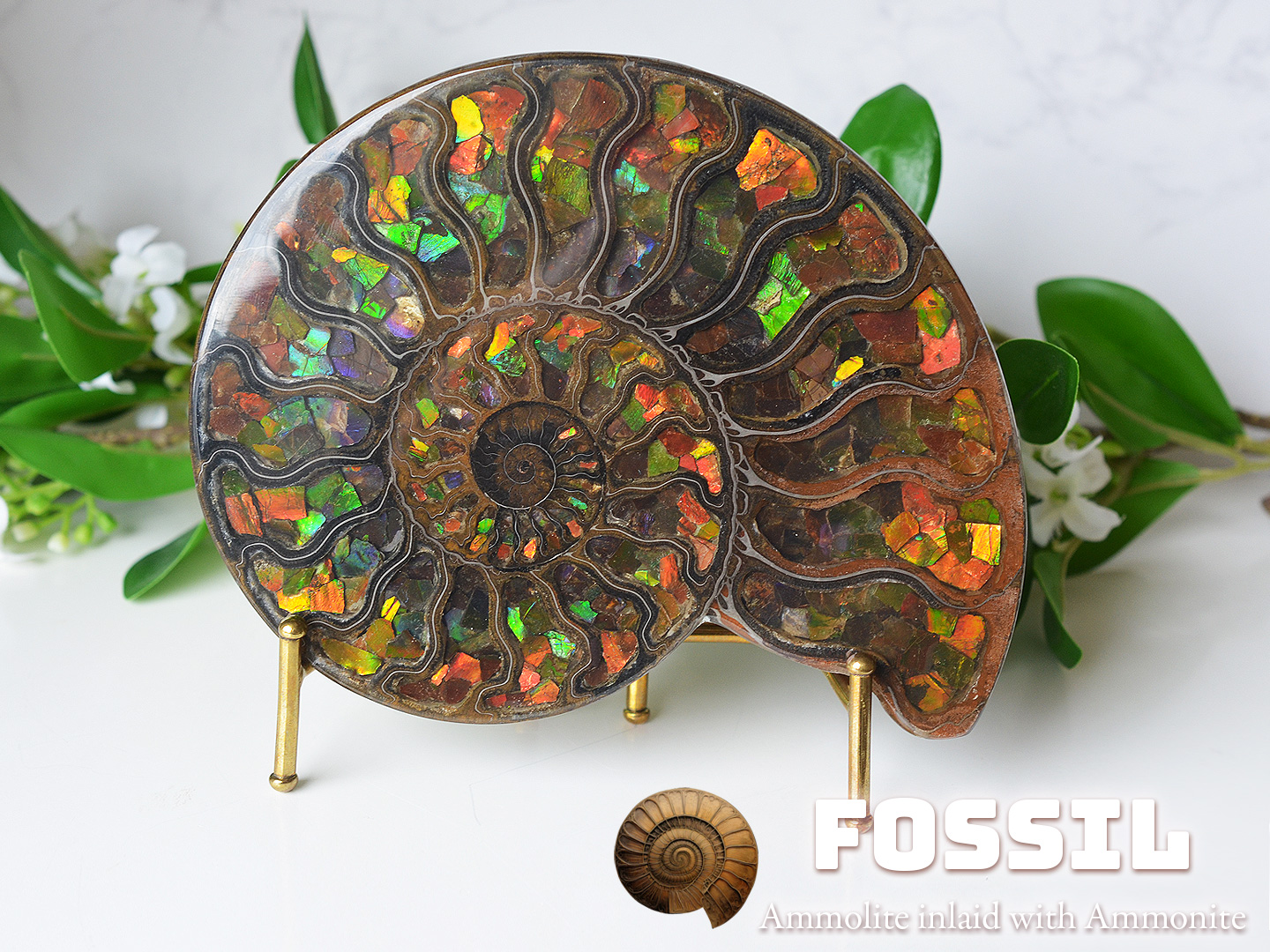 アンモライト象嵌アンモナイト