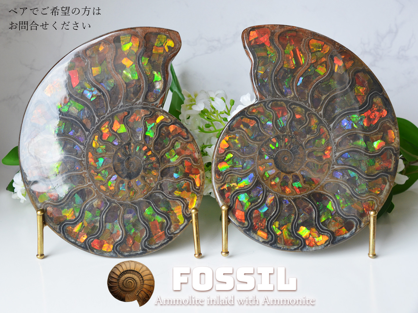 アンモライト象嵌アンモナイト